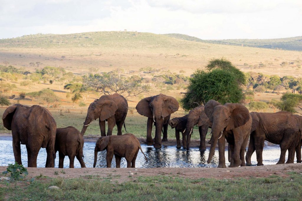 Elephants in watering hole